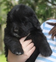 Newfoundland puppy: Marlee
