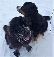 Newfoundland dog: Marley and Bernese Mountain Dog Ozzie