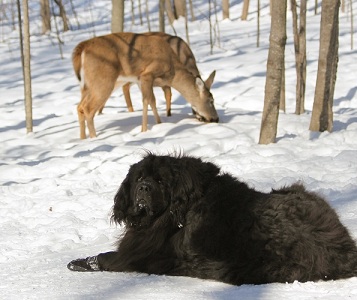 Newfoundland dog: Mathilda (Guinness x Cookie) meets up with some deer