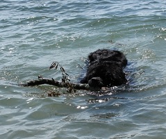 Tillie's first swim!
