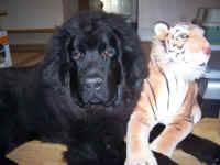 Max with his tiger