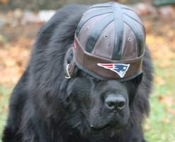 Max, a New England fan