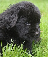 Newfoundland puppy: Maximus