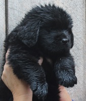Newfoundland puppy: Maximus