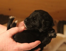 Newfoundland pup image: Mikayla at 10 days