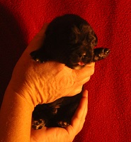 Newfoundland pup Milo