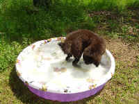 Mo in his puppy pool.
