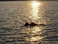 Mo and Nellie enjoying a sunset swim.