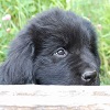 Newfoundland pup Molly (Cabot x Cookie)