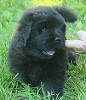 Newfoundland puppy image: Moufle (Ike x Mabel)