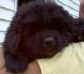 Newfoundland puppy photo: Cumara's Mr.Bojangles (Cruiser x Rosie)