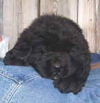 Image of 5 week old Newfoundland pup.