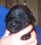 Image of 1 week old Newfoundland pup.