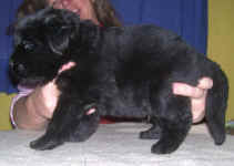 Image of 3 week old Newfoundland pup.