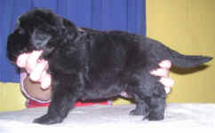 Image of 3 week old Newfoundland pup