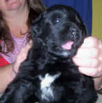 Image of 3 week old Newfoundland pup