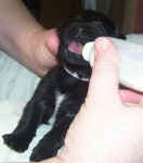 Newborn Newfoundland puppy image: Gracie