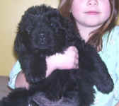 Newfoundland puppy image: Gracie at 5 weeks old.