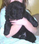 Newfoundland puppy image: Tucker at 5 weeks old.
