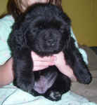 Newfoundland puppy image: Avalon at 5 weeks old