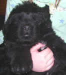 Newfoundland puppy image: Macy at 5 weeks old.