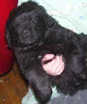 Newfoundland puppy image: Marty at 5 weeks old.