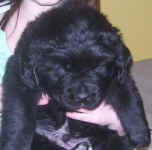 Newfoundland puppy image: Truman at 5 weeks old.