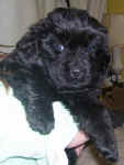 Newfoundland puppy image: Mabel at 5 weeks old.