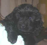 Newfoundland puppy image: Mabel at 5 weeks old.
