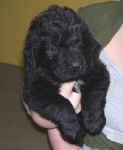 Newfoundland puppy image: Gracie at 4 weeks old.