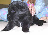Newfoundland puppy image: Tucker at 4 weeks old.