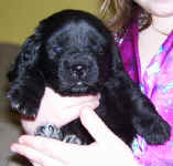Newfoundland puppy image: Avalon at 4 weeks old