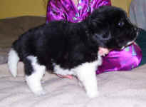 Landseer Newfoundland puppy image:  Kweli at 4 weeks