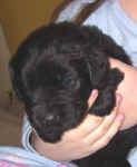 Newfoundland puppy image: Macy at 4 weeks old.