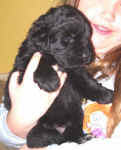 Newfoundland puppy image: Marty at 4 weeks old.