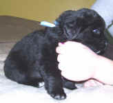 Newfoundland puppy image: Truman at 4 weeks old