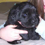Newfoundland puppy image: Mo at 4 weeks old.