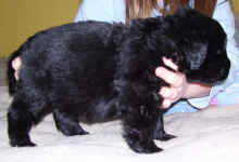 Newfoundland puppy image: Mabel at 4 weeks old.
