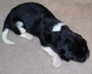 Newborn Landseer Newfoundland puppy image: Kweli