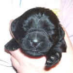Newborn Newfoundland puppy image: Macy
