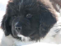 Landseer Newfoundland puppy image:  Kweli Ya Tatu