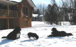 Landseer Newfoundland puppy image:  Kubwa, Kweli and Kidogo