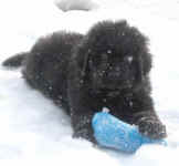Newfoundland puppy image:  Marty