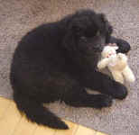 Newfoundland puppy image: Morelli