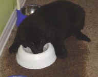 Mo, hanging out in his, now empty water dish!  Note how wet it is around him.