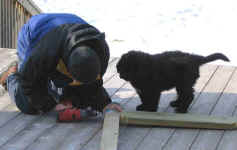Newfoundland pup Truman, helping out at home!