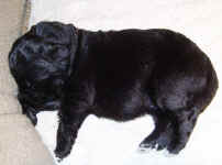 Newborn Newfoundland puppy image: Marty