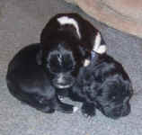 Newborn Newfoundland puppy image: Truman and sister Kweli'