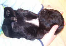 Newfoundland puppy image: Gracie at 2 weeks old.