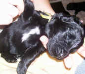 Newfoundland puppy image: Tucker at 2 weeks old.